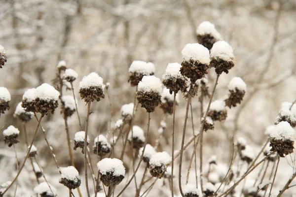 Kuru çimenlerin karla kaplı dalları. — Stok fotoğraf