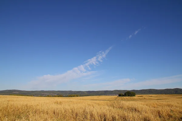 夏草和木的云蓝蓝的天空背景上领域的 — 图库照片