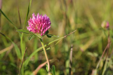 Yeşil çimenler üzerinde yonca çiçeği.