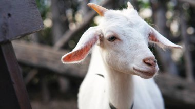 Çiftlikte boynuzlu beyaz bir keçinin yakın çekimi.