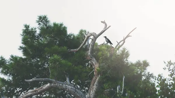 Ein Schwarzer Vogel Hockt Einem Baum — Stockfoto