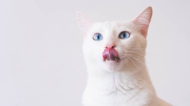  İzole edilmiş arka planda mavi gözlü saf beyaz kedi portresi