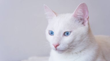  İzole edilmiş arka planda mavi gözlü saf beyaz kedi portresi