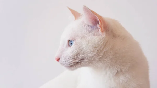 Portrait Pure White Cat Blue Eyes Isolated Background — 스톡 사진