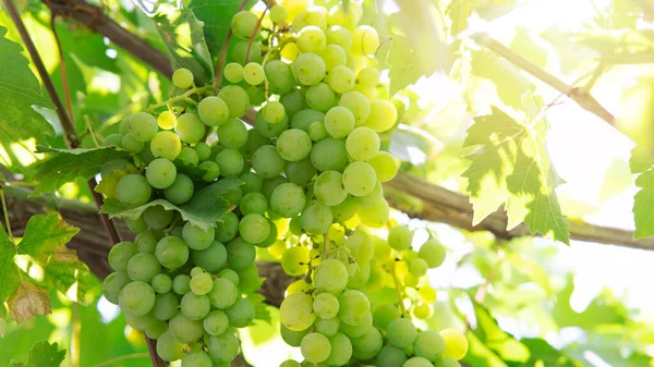 Single Bunch Green Grapes Vine — Stock Photo, Image
