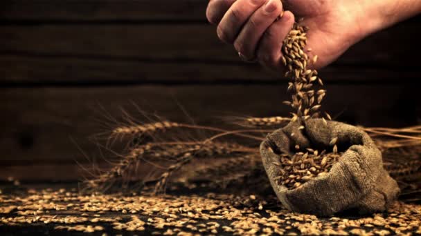 Die Superzeitlupe der Weizenkörner fällt aus der Hand eines Mannes in einen Beutel. Gefilmt mit einer Hochgeschwindigkeitskamera bei 1000 fps. — Stockvideo