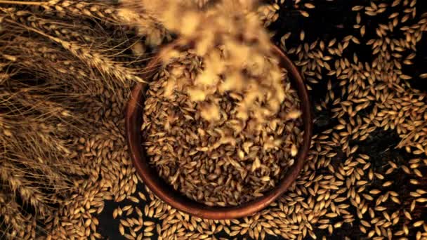 超スローモーション熟した大麦の穀物は黒の背景にプレート上に落ちる。1000 fpsで高速カメラで撮影. — ストック動画
