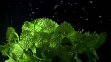 Nane yapraklarında süper yavaş çekim suyu düşürür. 1000 fps hızla yüksek hızlı bir kamerayla çekildi..