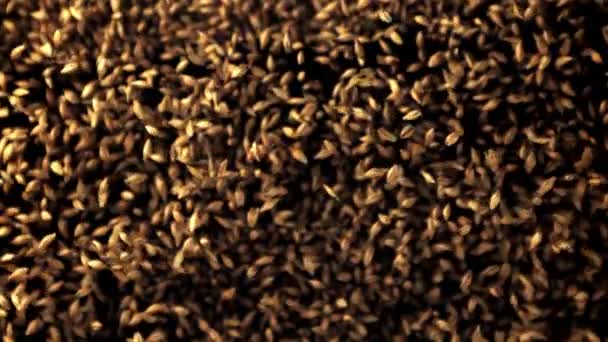 El movimiento súper lento de los granos de trigo se eleva y cae. Filmado en una cámara de alta velocidad a 1000 fps. — Vídeo de stock