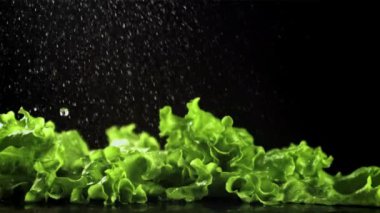 Su damlaları marul yapraklarının üzerine düşer. Film yavaş çekimde 1000 fp..