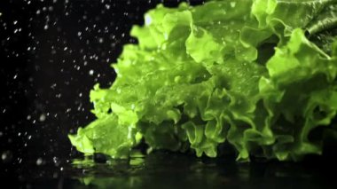 Taze marul yapraklarının üzerine bir damla su düşer. Film yavaş çekimde 1000 fp..