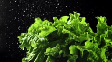 Su damlaları marul yapraklarının üzerine düşer. Film yavaş çekimde 1000 fp..