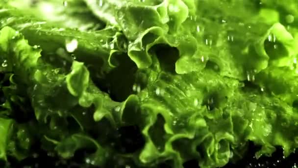 Drops of water fall on the greens of the lettuce.Filmed is slow motion 1000 fps. — Stockvideo