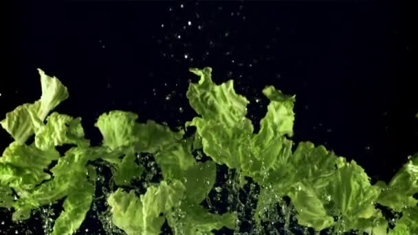 Pedaços Folhas Alface Com Água Voam Para Cima Caem Num — Vídeo de Stock