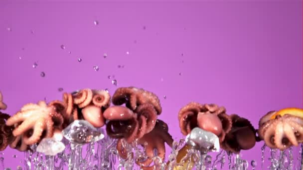 Gekookte Octopussen Staan Vallen Neer Een Paarse Achtergrond Gefilmd Slow — Stockvideo