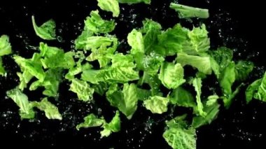 Marul yaprakları su damlalarıyla uçar ve düşer. Üst Manzara. Siyah bir arka planda. 1000 fps hızla yüksek hızlı bir kamerayla çekildi..