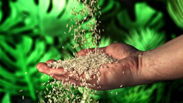 Nepečená Drobivá Rýže Padá Mužskou Ruku Pozadí Zelených Listů Film — Stock video