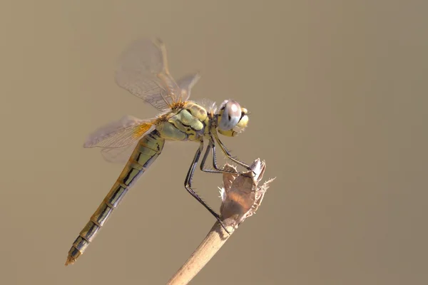 Darter de venas rojas (Sympetrum fonscolombii ) —  Fotos de Stock