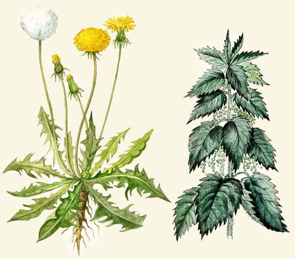 Dandelion flowers and seeds, nettle