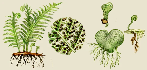 Ілюстрація біологічного циклу папороті — стокове фото