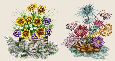 Posies vahşi ve ekili çiçek
