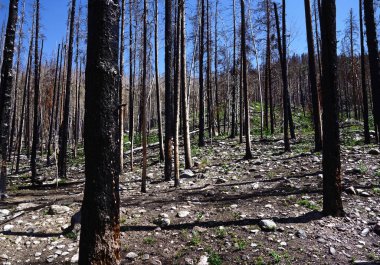 Colorado Rocky Dağları 'ndaki vahşi bir yangından yanmış ağaçlar.                               