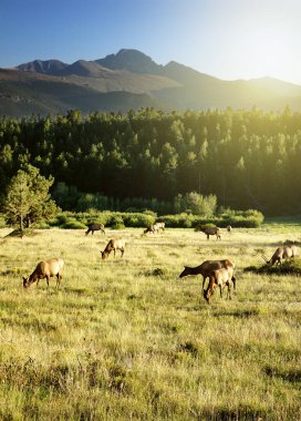 Gün batımında Rocky Dağı Ulusal Parkı 'nda Geyik Sürüsü                               