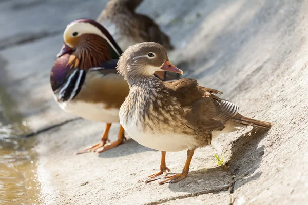 Mandarin eenden — Stockfoto