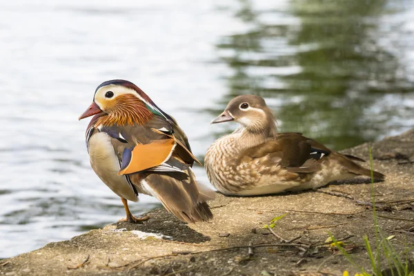 Par av Mandarin Ducks. – stockfoto