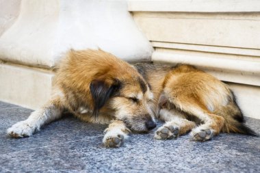 sokak köpeği uyku