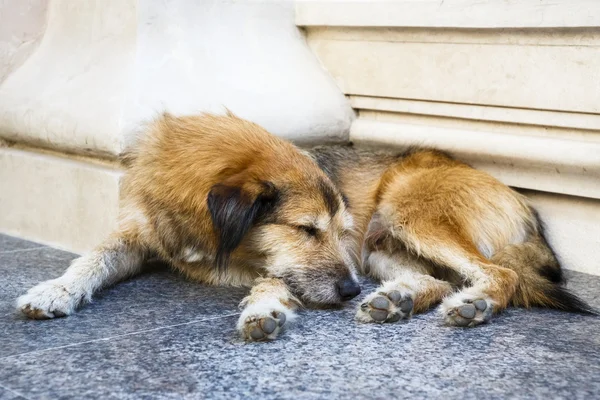 Спящая бродячая собака — стоковое фото
