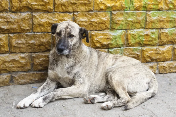 Sem-teto sujo cão — Fotografia de Stock