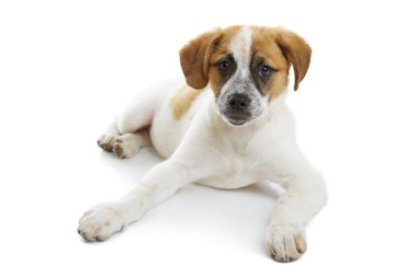 Köpekçik