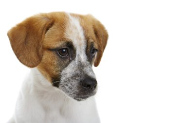Terrier yavrusu