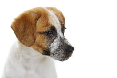 köpek portre