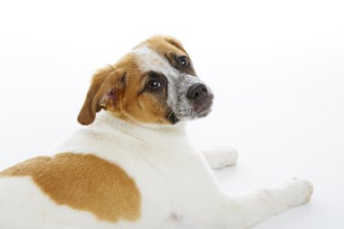 köpek portre
