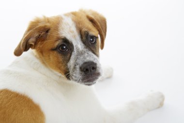 köpek portre