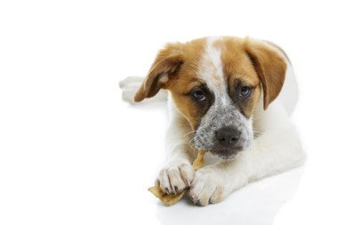 köpek yemek ham deri tedavi