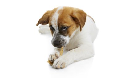 köpek yemek ham deri tedavi