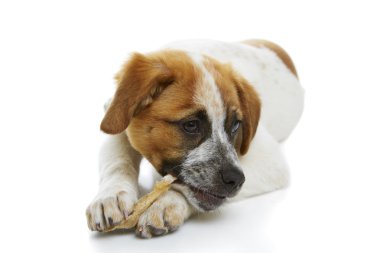 köpek yemek ham deri tedavi