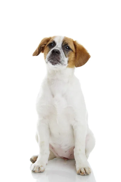 Obedient sitting dog — Stock Photo, Image