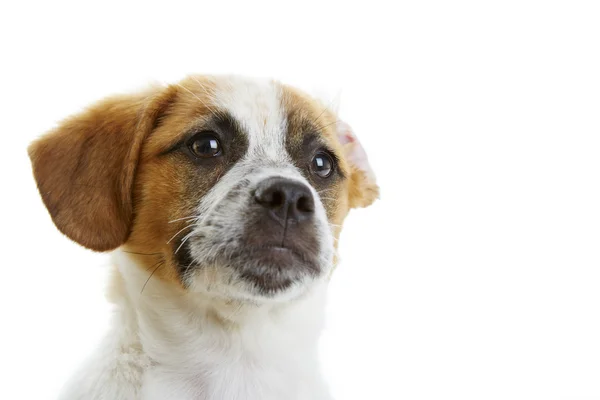 Dog portrait — Stock Photo, Image