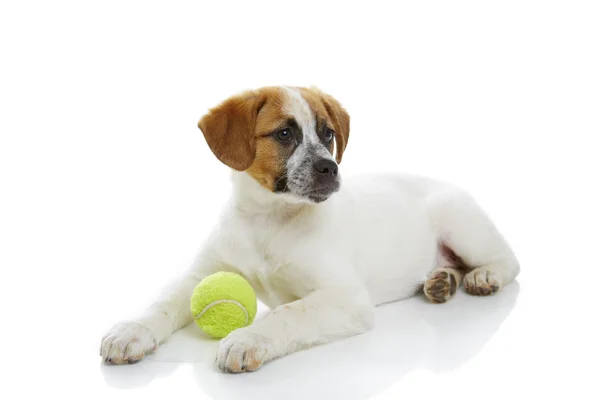 Pies z ball zabawka — Zdjęcie stockowe