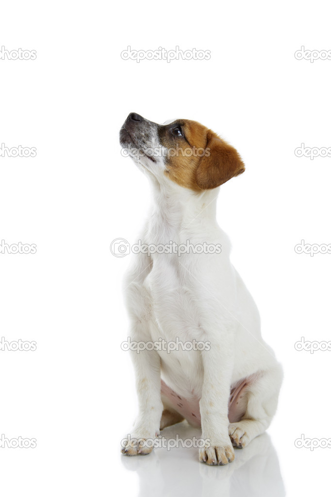 Gehorsamer sitzender Hund — Stockfoto © Photosebia 24405811
