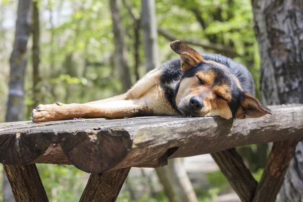 Sad stray sleeping dog