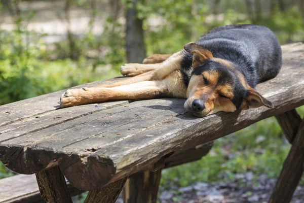 Velho cão vadio dormir — Fotografia de Stock