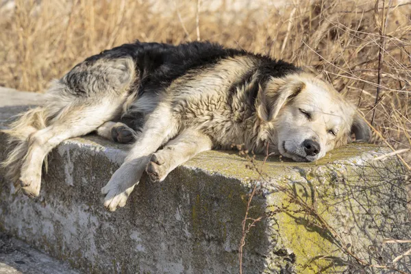 Solidão do cão — Fotografia de Stock