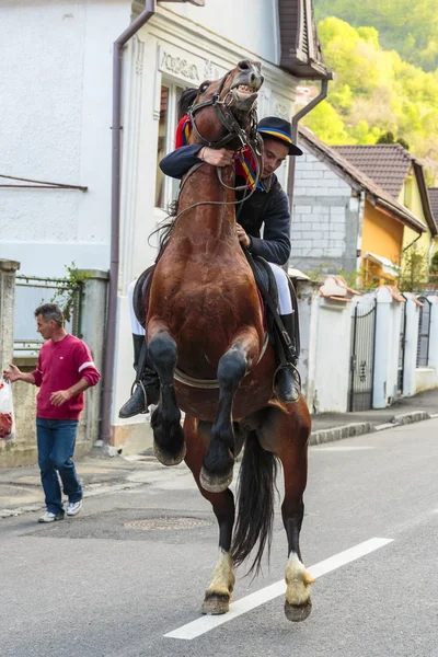 Конный спорт с всадником в Брашове, Румыния — стоковое фото