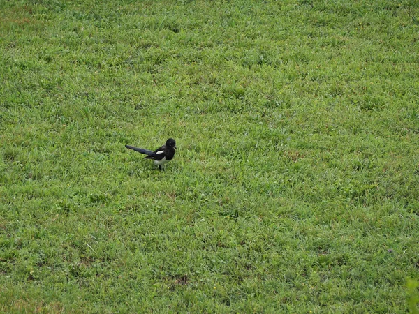 Eurasian Magpie Aka Common Magpie Nome Científico Pica Pica Classe — Fotografia de Stock