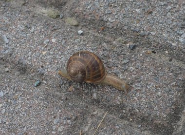 Hayvan phylum mollusca (yumuşakçalar) salyangoz karasal gastropodu)